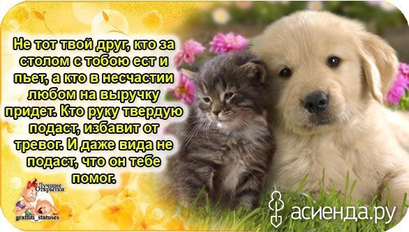 Стих не тот твой друг кто за столом с тобою пьет. Стик не зли друзих и сам незлись. Налоговая прикол. Стих не зли других и сам не злись. Не тот твой друг кто за столом с тобою пьет а кто в несчастии.