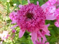     (Echinacea Pink Double Delight) 50-60 