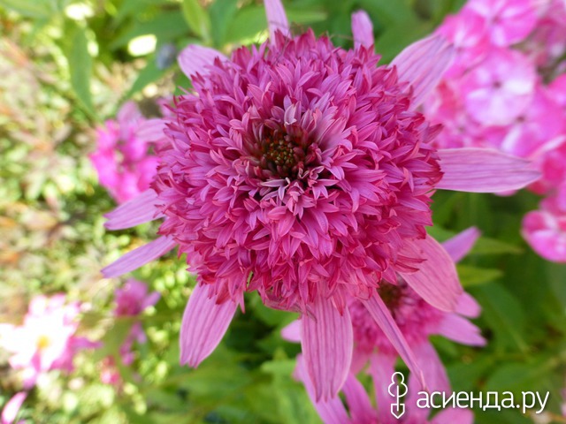     (Echinacea Pink Double Delight) 50-60 