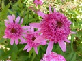     (Echinacea Pink Double Delight) 50-60 