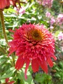    ( Echinacea Secret Love ) -  55-60 