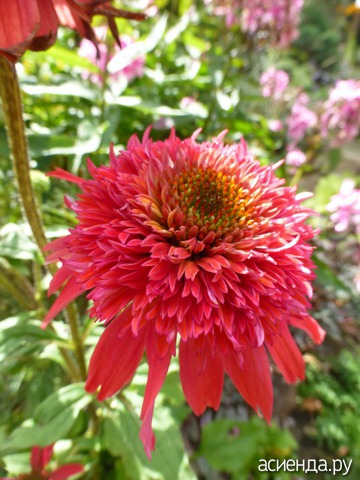    ( Echinacea Secret Love ) -  55-60 