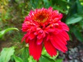    ( Echinacea Secret Love ) -  55-60 
