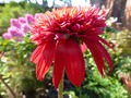    ( Echinacea Secret Love ) -  55-60 