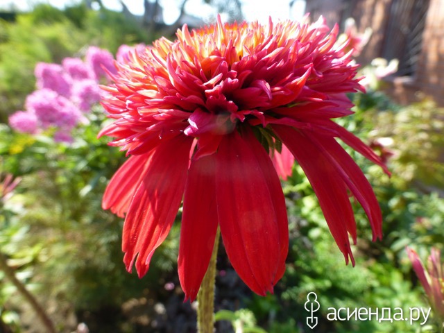    ( Echinacea Secret Love ) -  55-60 