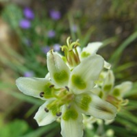 Зигаденус изящный - фарфоровый цветок.