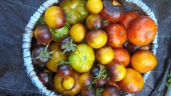 30 сортов томатов для нового сезона 2019