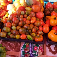 Сорта томатов 2018 года часть 1