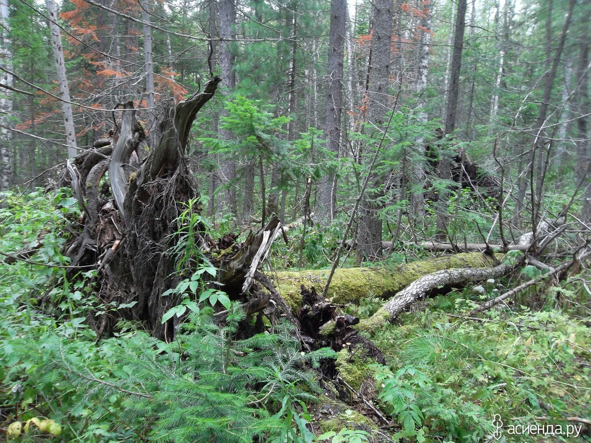 Тропинка в тайге. Непроходимая тайга сибири. Тропы в сибирской тайге. Таежные тропы. Таежная тропа.