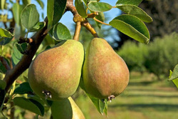 Почему растрескиваются плоды груш?