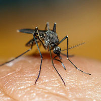 Домашние средства для борьбы с комарами