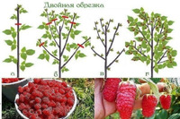 Урожайная обрезка малины по Соболеву...