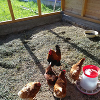 Вот так встретила меня дача, после длительного отсутствия.