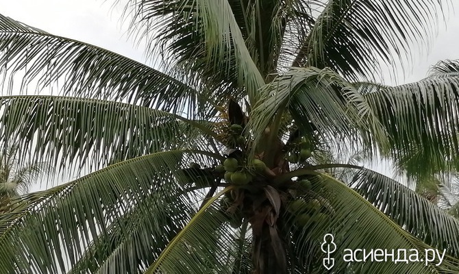 Многопрофильная Кокосовая пальма
