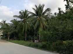 Плодовые деревья острова Панган