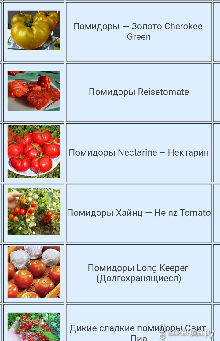 Форум томат помидор совместные закупки 2025