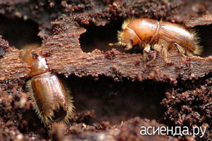 Польза и вред жука короеда