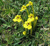   Pedicularis longiflora subsp. tubiformis