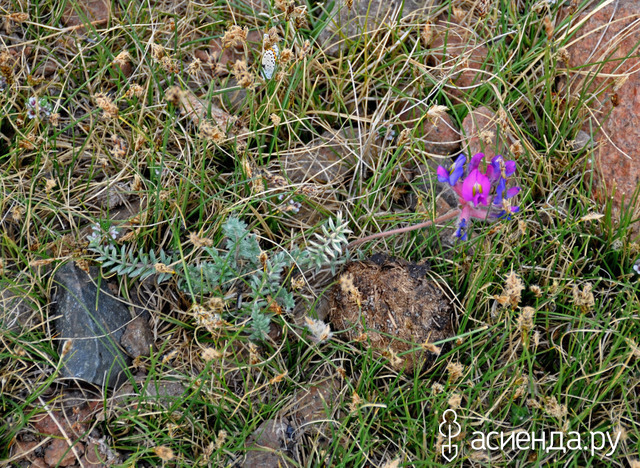  (Oxytropis )