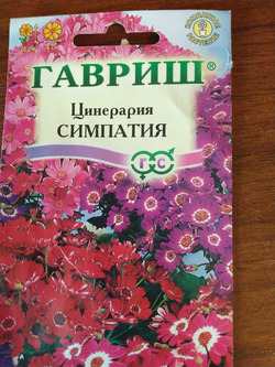Цинерария цветущая - моя "непоняточка"