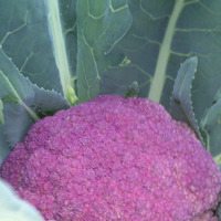 Фиолетовая цветная капуста.