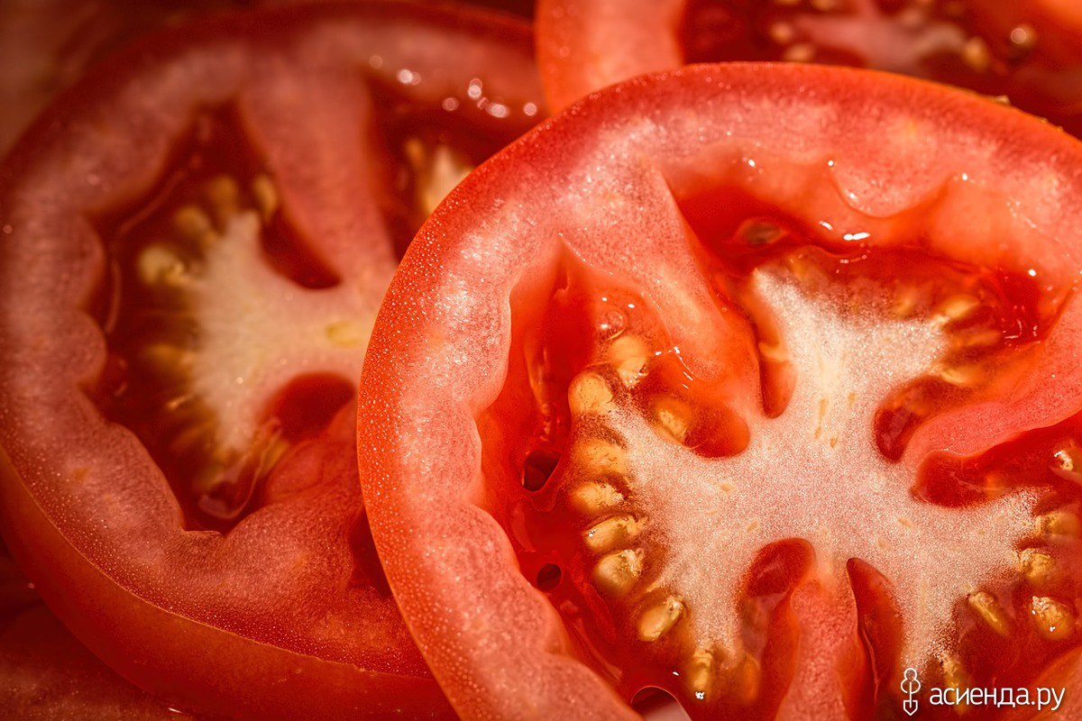 Собираем семена томатов – что нужно знать