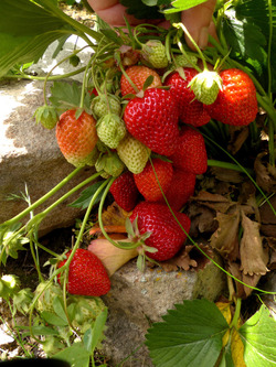 Фазенда - последний день лета, ягоды