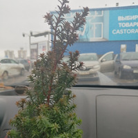 ����� ������ �������