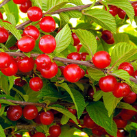 6 причин выращивания войлочной вишни