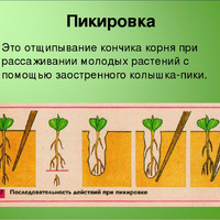 Что такое ПИКИРОВКА