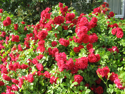 Ослепительная красота плетистых роз. Основы