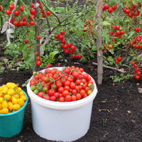 Популярные сорта томатов черри