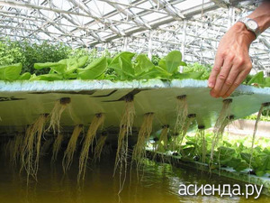 Гидропоника: оборудование для выращивания овощей дома