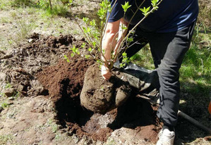 если сирень не цветет что делать чтобы зацвела. Смотреть фото если сирень не цветет что делать чтобы зацвела. Смотреть картинку если сирень не цветет что делать чтобы зацвела. Картинка про если сирень не цветет что делать чтобы зацвела. Фото если сирень не цветет что делать чтобы зацвела