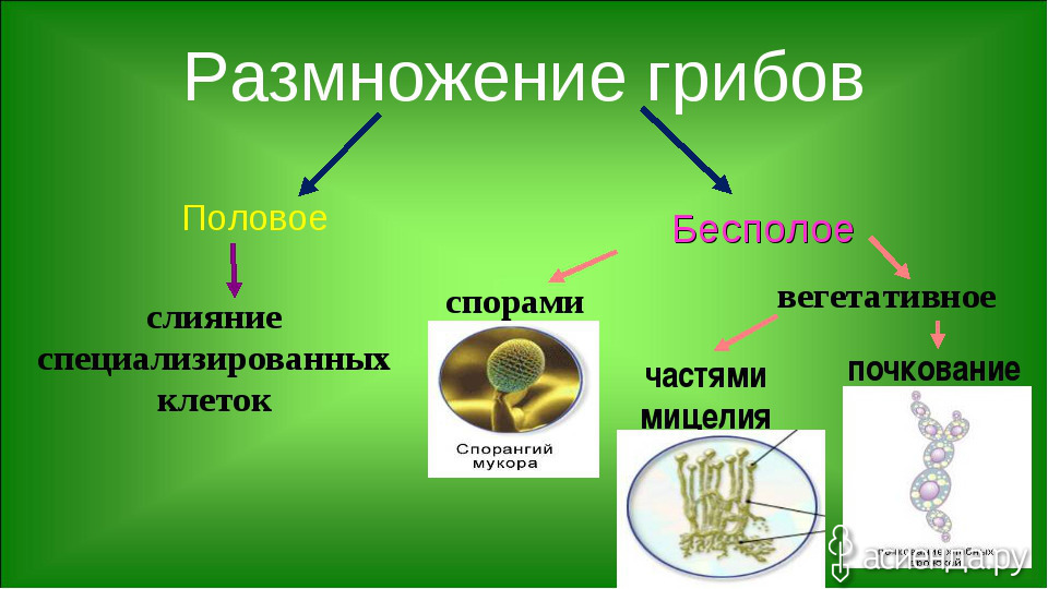 Виды размножения грибов схема