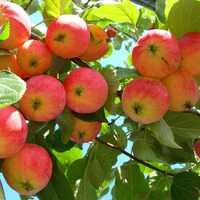 Как заставить яблони начать плодоносить?