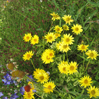 Чудесное солнышко в саду – гелиопсис. Разнообразие