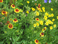 Чудесное солнышко в саду – гелиопсис. Размножение