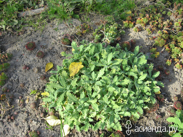    Rosabella.