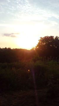 Утро. Дача, 29.07.21 г.