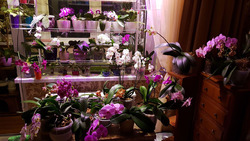 Какие лампы наиболее предпочтительны для растений?