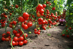 Июнь 2021. мой томатный лес, а так же перцы и огурцы:)