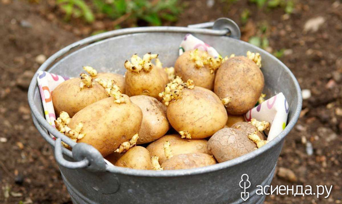 Как правильно прорастить картофель перед посадкой?