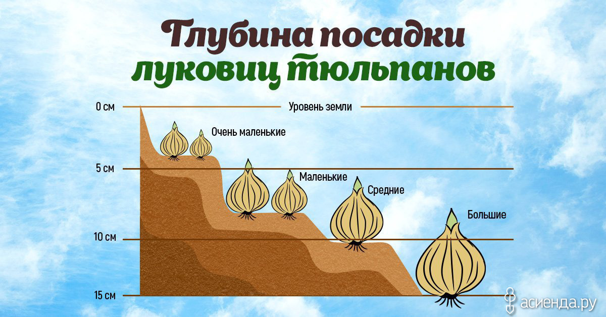 Корневая система тюльпана. Глубина посадки луковиц тюльпанов. Посадка тюльпанов глубина посадки. Схема глубины посадки луковичных. Глубина посадки тюльпанов.