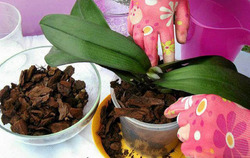 Кора для выращивания орхидей: что нужно знать?