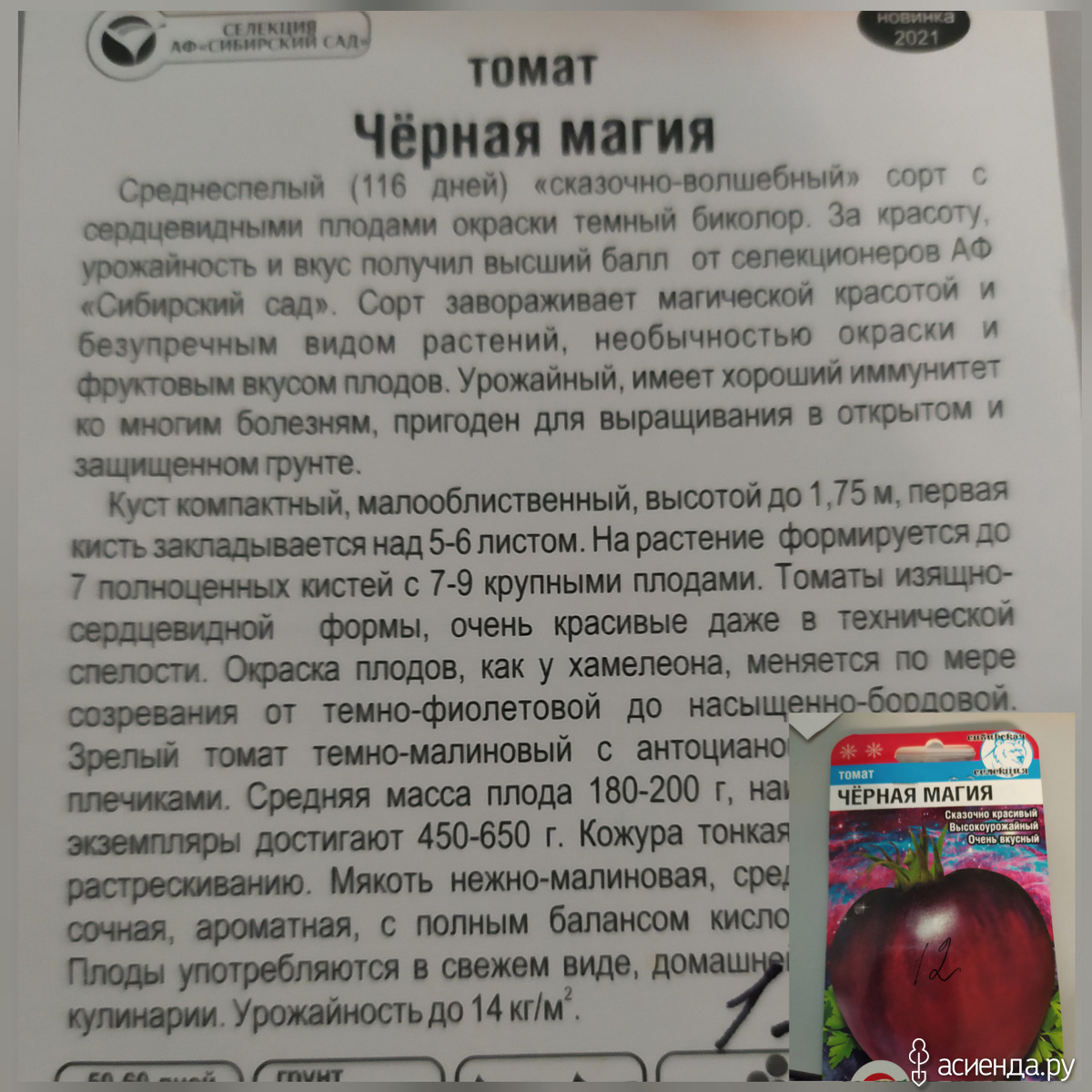 Урожайность чио чио сан. Томат Чио-Чио-Сан характеристика и описание. Томат домашние сердца Гонсиоровских. Томат Минусинский от Гонсиоровских. Урожайность томата Чио Чио Сан.