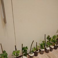 Про хризантемы. Первый опыт выращивания.
