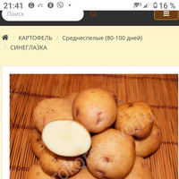 Картофель сорт Синеглазка