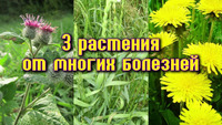 Целебные сорняки