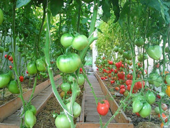 Какие томаты посадить в теплице